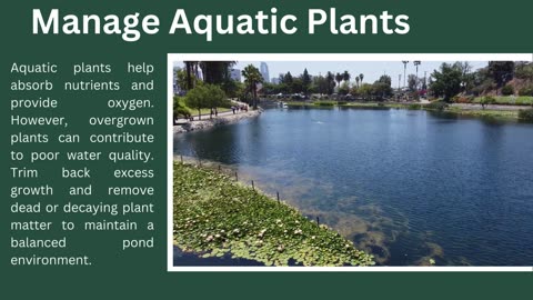 Pond Maintenance: Simple Steps for Clean Water