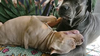 Funny dog annoys older brother and speaks Shyriiwook