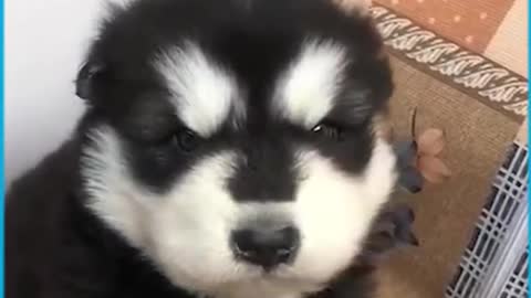 Cute Puppies Howling For The First Time