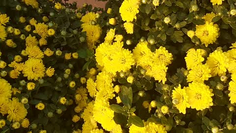 Beautiful yellow chrysanthemum pot