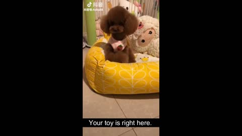 TikTok Puppies! Cute!