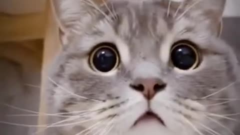 Cute cat fears in a amazing way when someone was catching it's movement