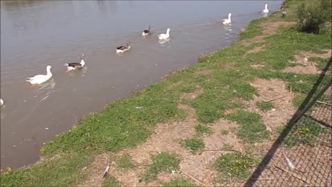 los patos en la laguna