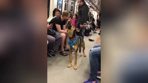 Singing dog on the subway👏