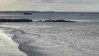 Grey Heron Bird @ the sea today