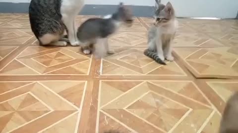 My 3 kittens played with Kissy