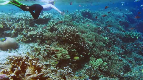 Female snorkeler in swimwear snorkeling along the coral reef with many tropical fish on Gam Island