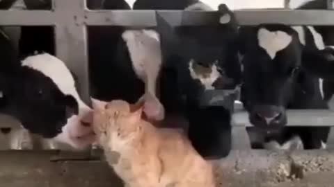 The most beautiful shot of cows rushing to joy with a cat