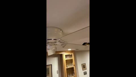 Parrot whistles and dances on moving ceiling fan