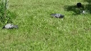 Pigeons in the park enjoy.