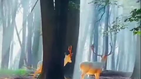 deer in the forest