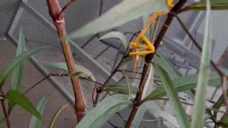 Praying mantis eats grasshopper