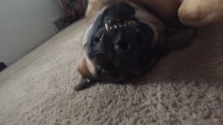 Brown dog laying upside down showing teeth
