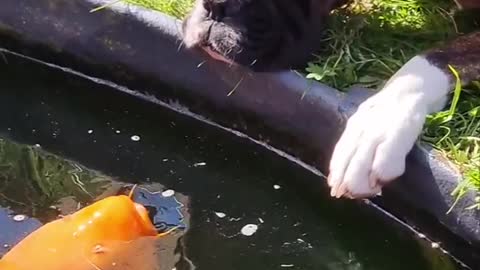 Funny dog and koi fish