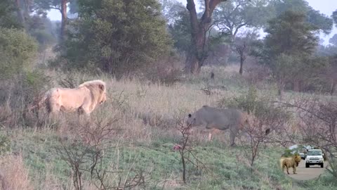 Casper_The_White_Lion_The_Shy_Dreamer(