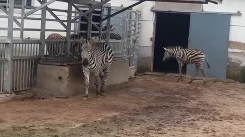 Zebras also like to play together