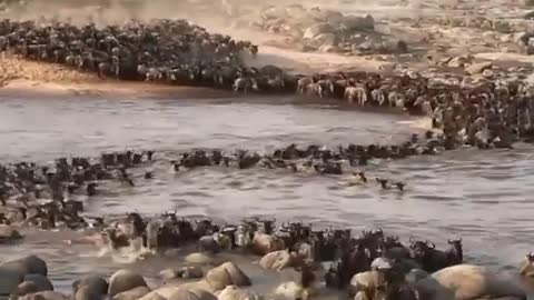 The Wildebeest Migration.