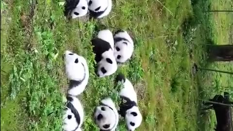 My God that’s a lot of pandas