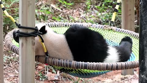 The weather is hot and the pandas have no intention of sleeping