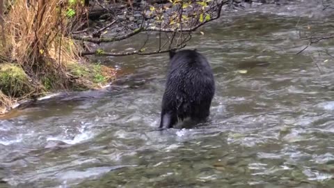 : "Rumble by the River: Bear Encounter!"