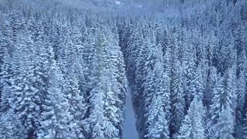 The snow -white forest is very beautiful