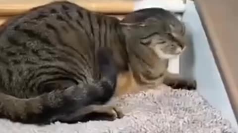 Funny dog and cat 😺 video