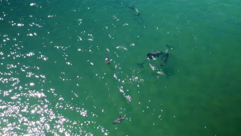 Aerial shot following a family of Peale's dolphins also know as Lagenorhynchus australis