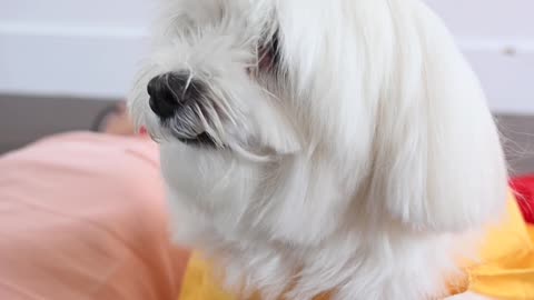 Beautiful white puppy