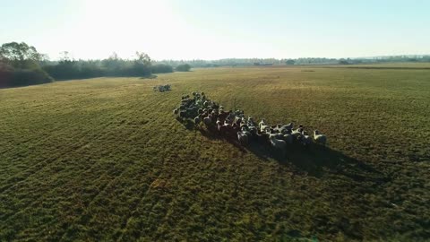 Aerial view of sheep flock grazing in the farm field