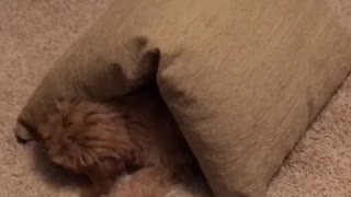 Tan dog walks in a circle with brown pillow on top of him