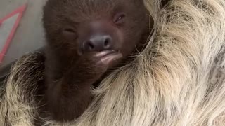Cute baby sloth is eating a piece of fruit