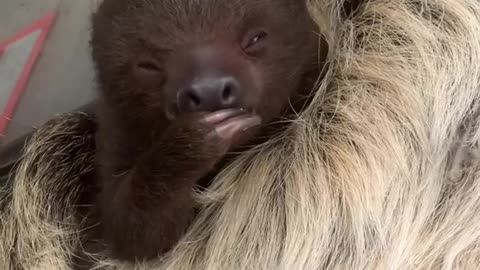 Cute baby sloth is eating a piece of fruit