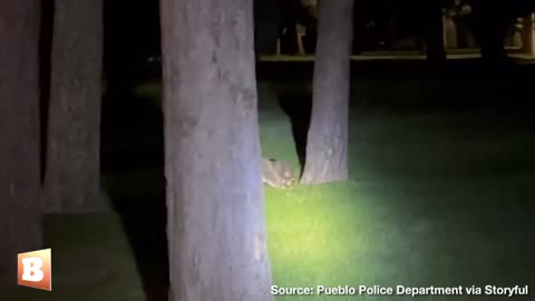 “Move It Along!” – CO Police Officer Catches Cute Raccoons Loitering After Hours