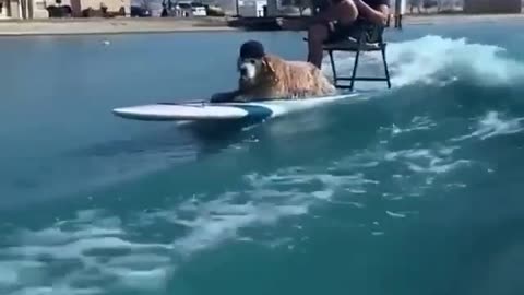 THIS DOG CAN SURF