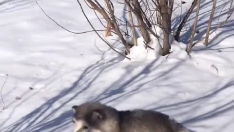 A silly dog learning to skate