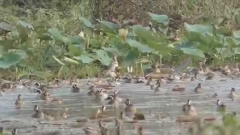 forest of ducks