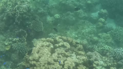 Snorkeling adventures, the reef is healing! Amazing to see beautiful new corals growing on the reef.