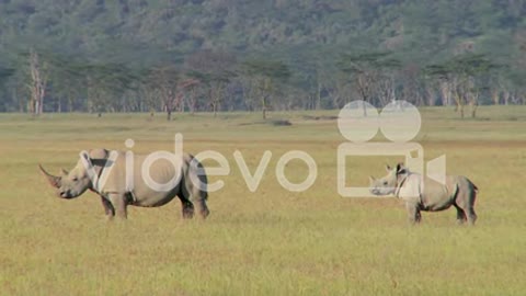 Two Rhinos playing in the field