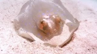 Stingray feeding from small organisms and crutaceans living in the sand