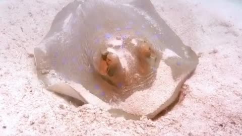 Stingray feeding from small organisms and crutaceans living in the sand