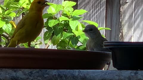 #Back Yard Birds Hawai’i and “Babies” the Canaries w/ a Baby