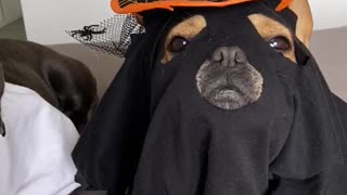 Homemade Halloween Costumes for Doggo Duo