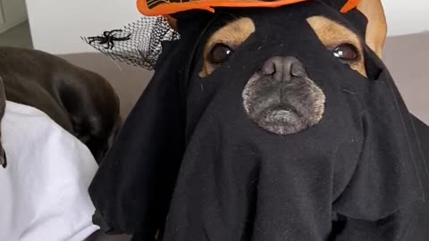 Homemade Halloween Costumes for Doggo Duo