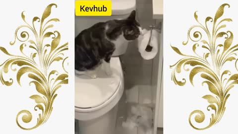 Funny cat and dog video 😻🐶 | funniest video| kevhub