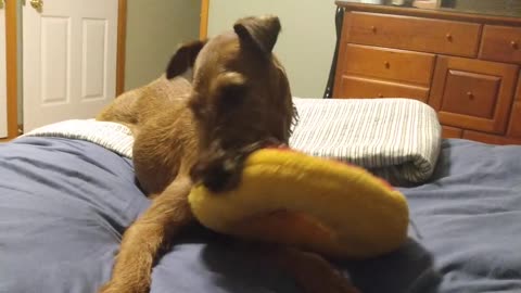 20201130 Boden playing with a toy donut