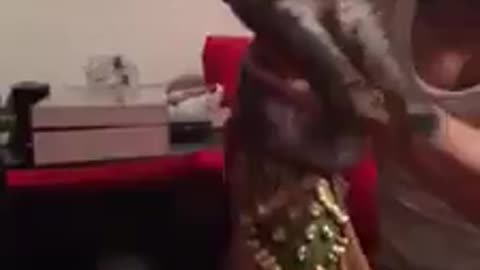 Funny Belly Dancing Cat