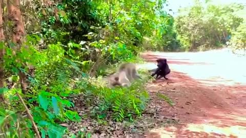 #_Monkey vs dog real fight-funny dog Vs monkey videos Comedy video