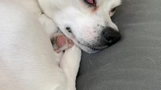 Sleeping with eyes open