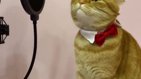 Cat singing