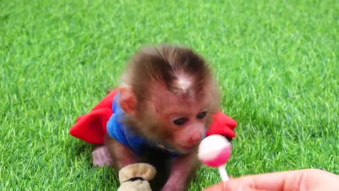 Satisfying video Cute animals Baby Monkey Zozo Pretend Play And Eat lollipop Nursery rhymes Songs